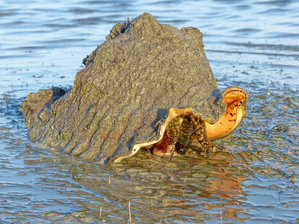 Click to See Next Image